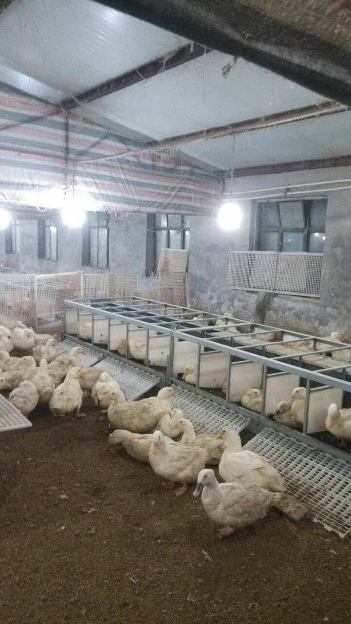 博世体育(中国集团)官方网站