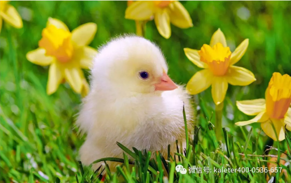 博世体育(中国集团)官方网站