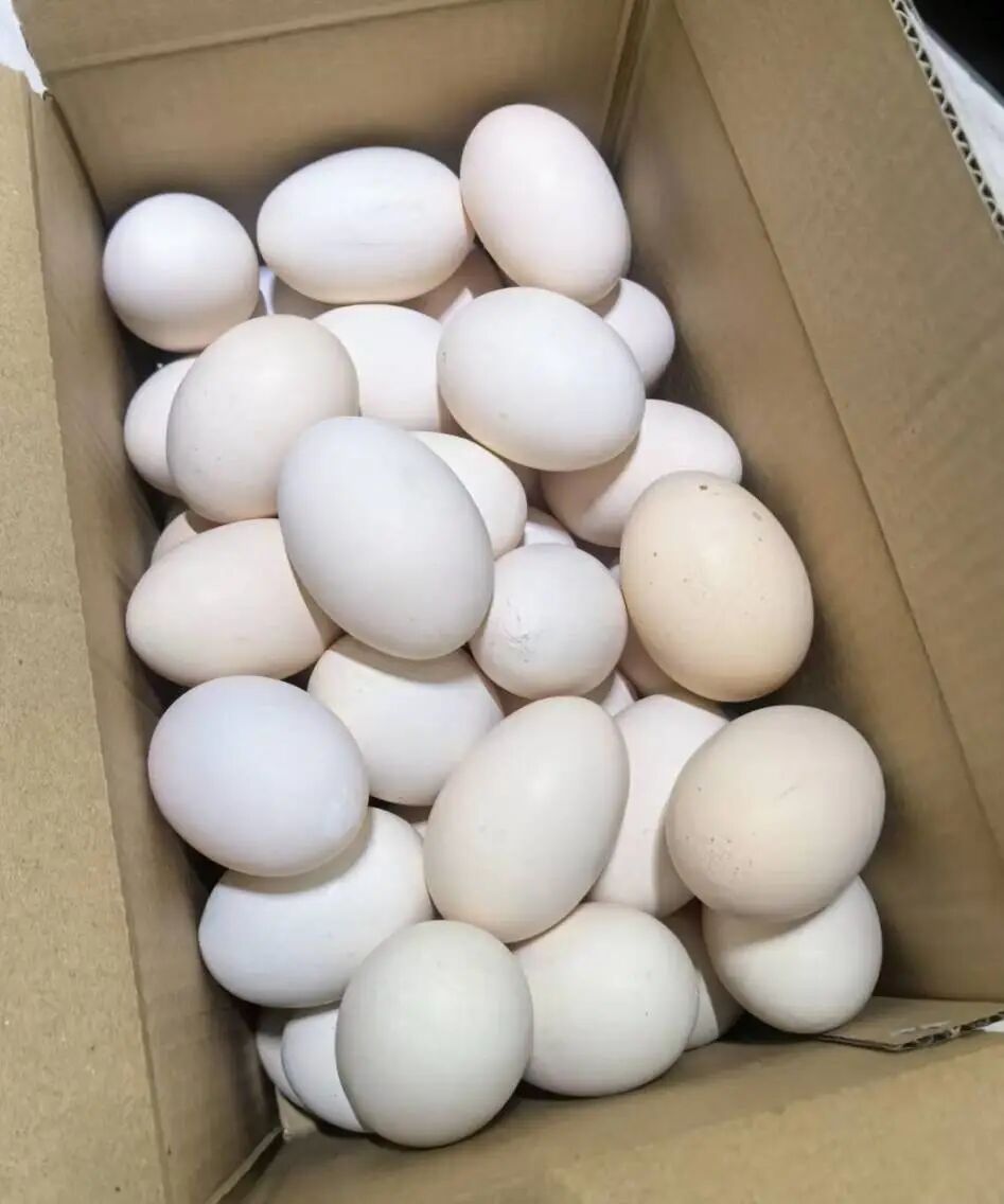 博世体育(中国集团)官方网站