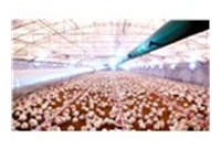 鸡饲养怎样选用养鸡装备