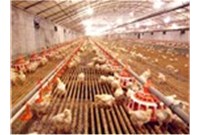 扫除鸡舍有害气体的要领?