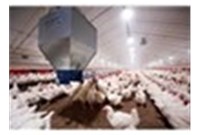 公鸡饲喂系统应受到更多关注