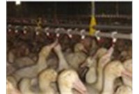 高温孵化鸭蛋要注重什么