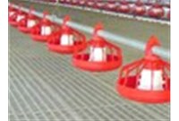 自动化养鸡装备的应用需要我们更多的关注