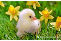 干货|春季温差大，，，育雏需心细！！！