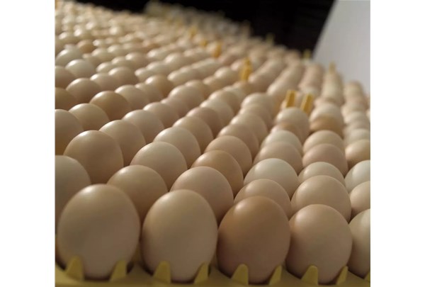 怎样识别雏鸡的发育情形是否优异