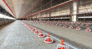 外洋超长种鸡肉鸡项目落地