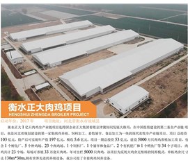 衡水正大肉鸡项目