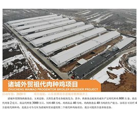 诸城外贸祖代肉种鸡项目