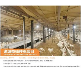诸城益仙种鸡项目