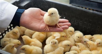 Up, up, up! Statistics Bureau announces 6.1% rise in poultry production in Q1! Poultry production in meat increased more!