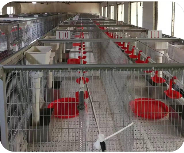 Breeder goose feeding system