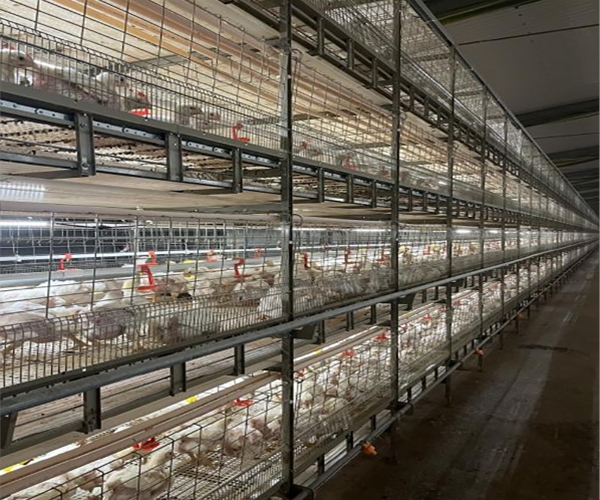 Broiler cage system