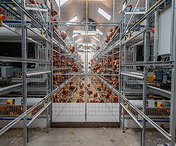 Egg production equipment
