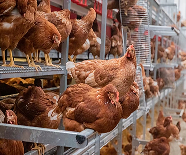 Egg production equipment