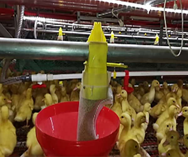 Breeder duck feeding system