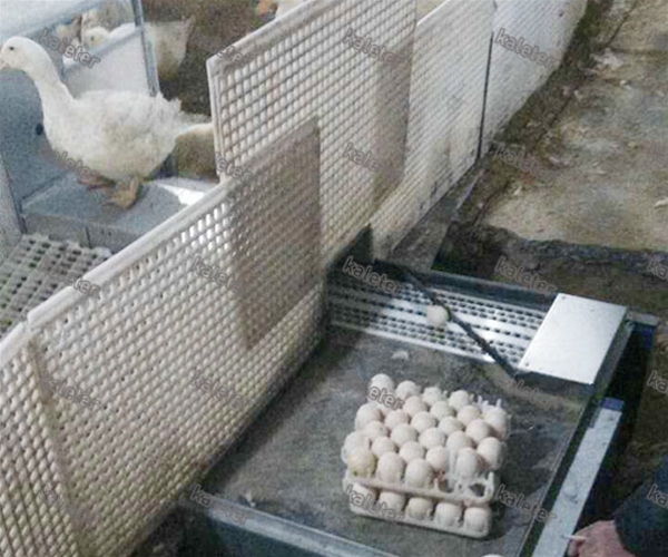 鸭用自动产蛋箱